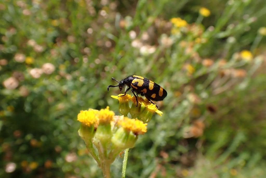 Kumbang Ceroctis capensis