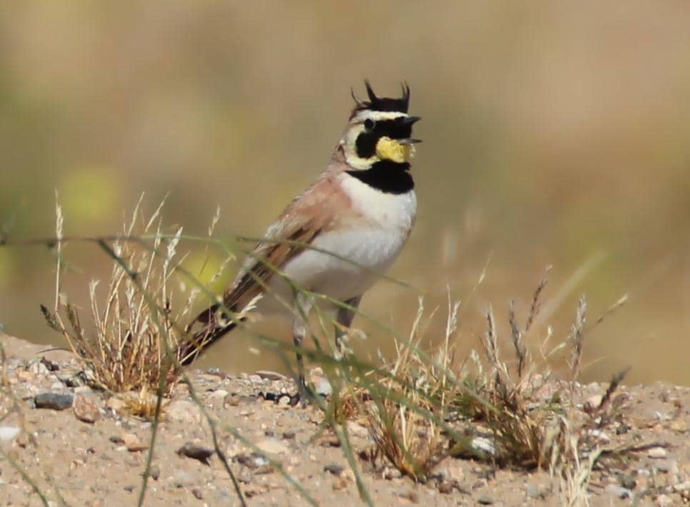 Burung Eremophila alpestris