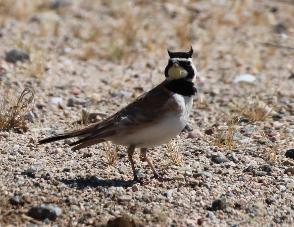 Burung Eremophila alpestris