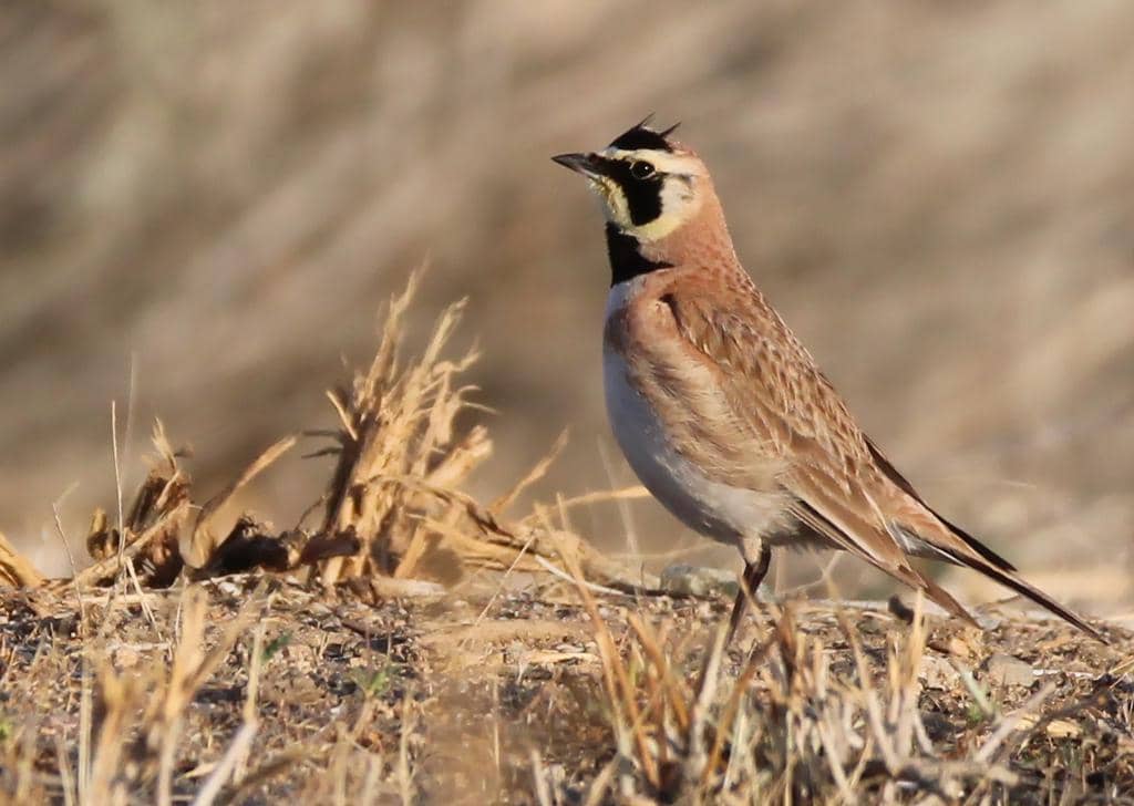 Burung Eremophila alpestris