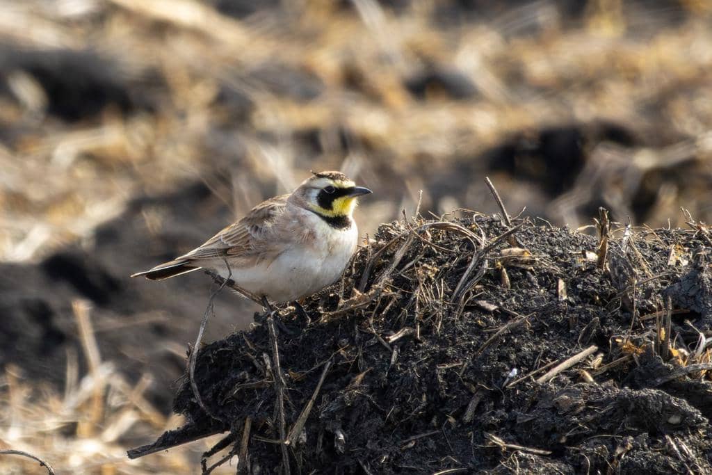 Burung Eremophila alpestris