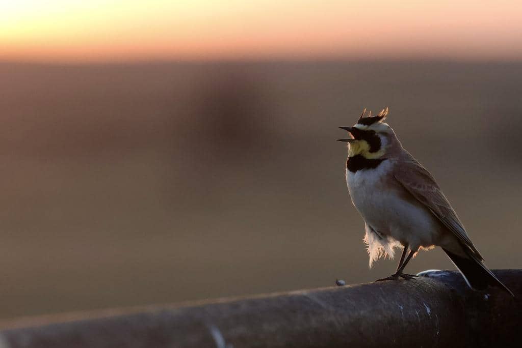 Burung Eremophila alpestris