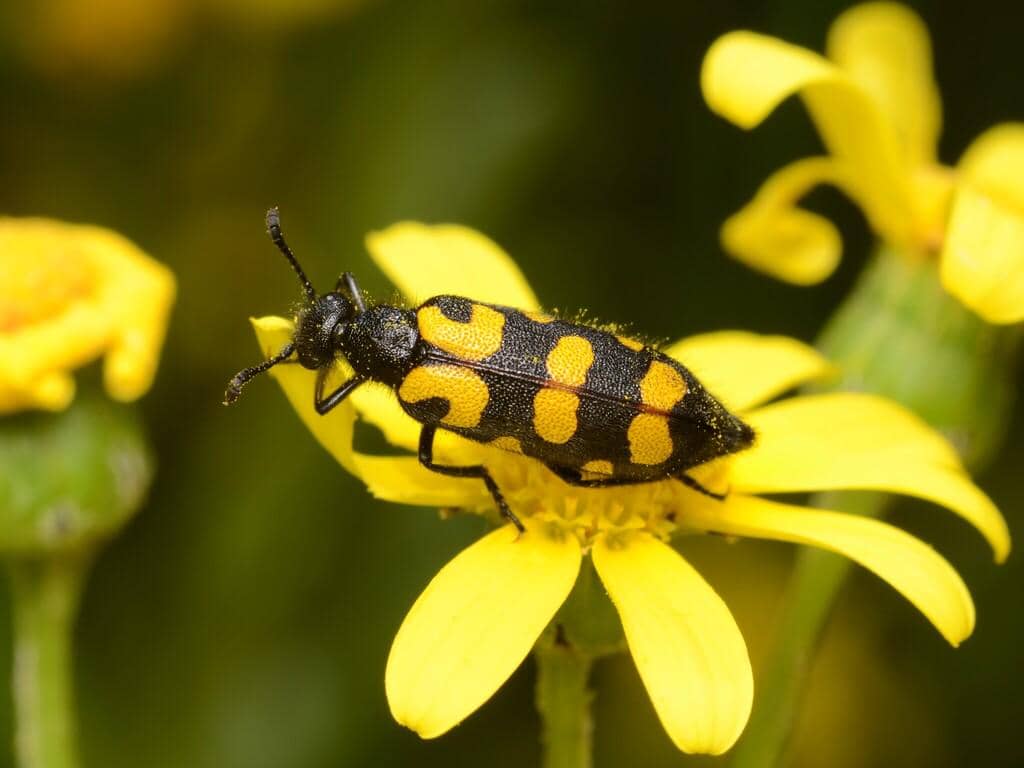 5 Fakta Spotted Blisterbeetle, Kumbang Lepuh Berbintik yang Berbahaya