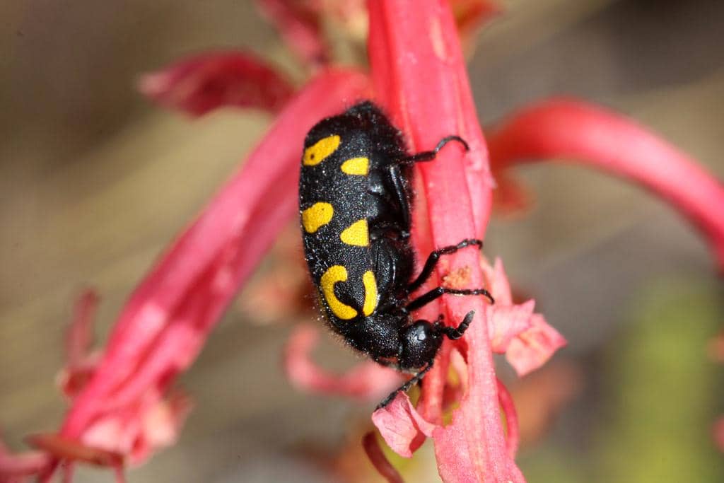 Kumbang Ceroctis capensis