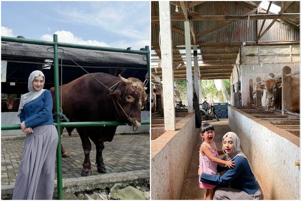 10 Potret Ria Ricis Berburu Hewan Qurban untuk Iduladha