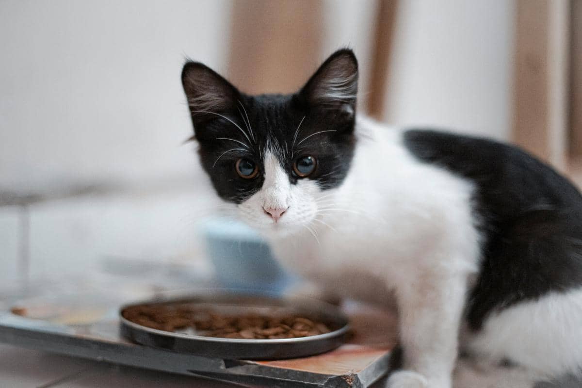 Kucing