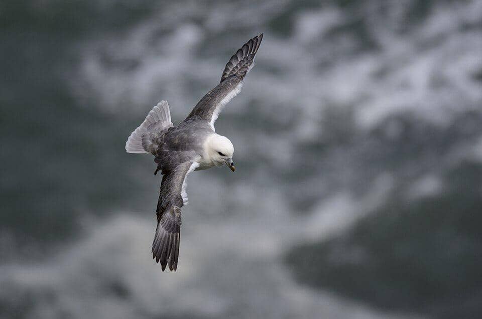 Burung fulmar sedang mencari mangsa.