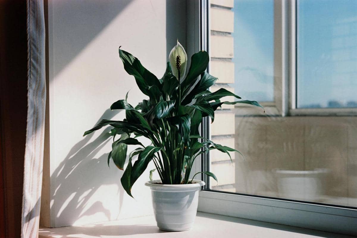 ilustrasi peace lily