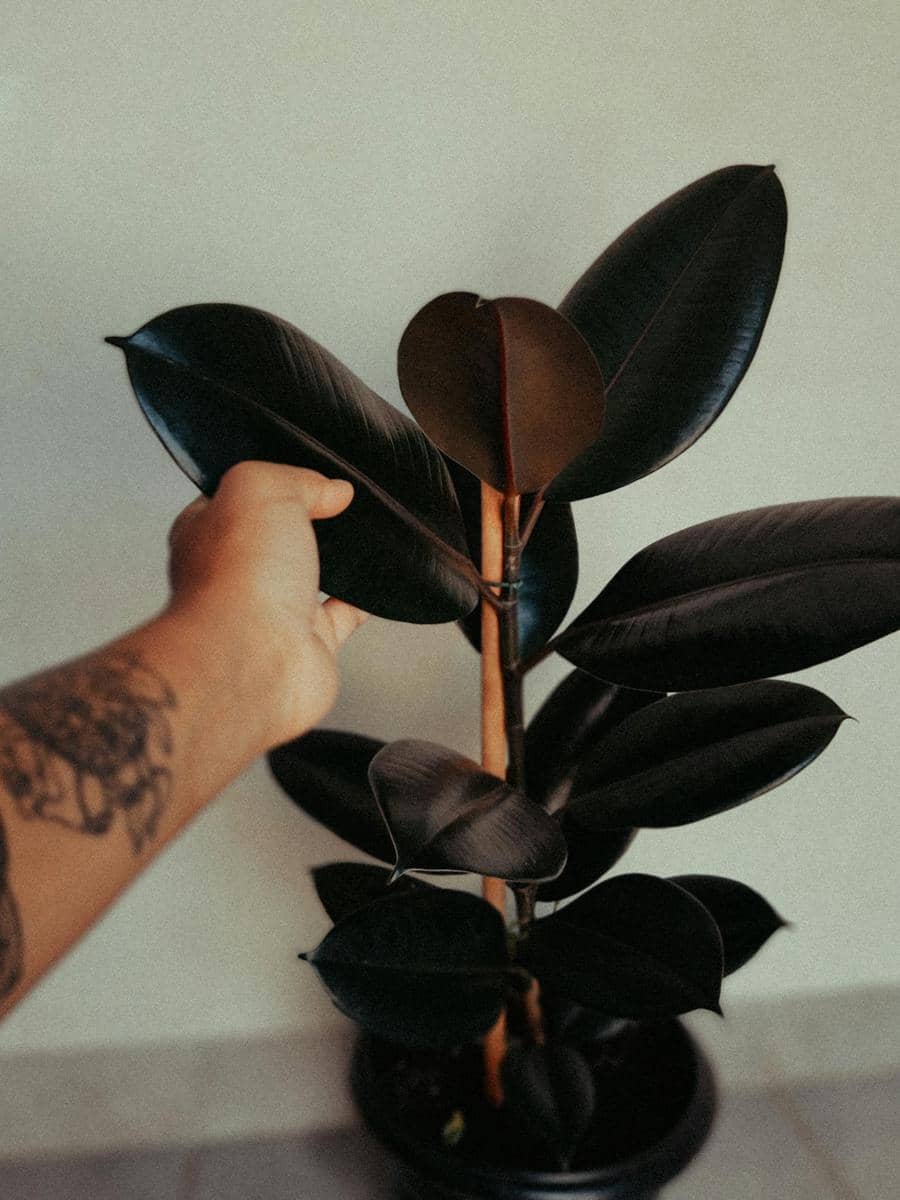 ilustrasi ficus elastica burgundy
