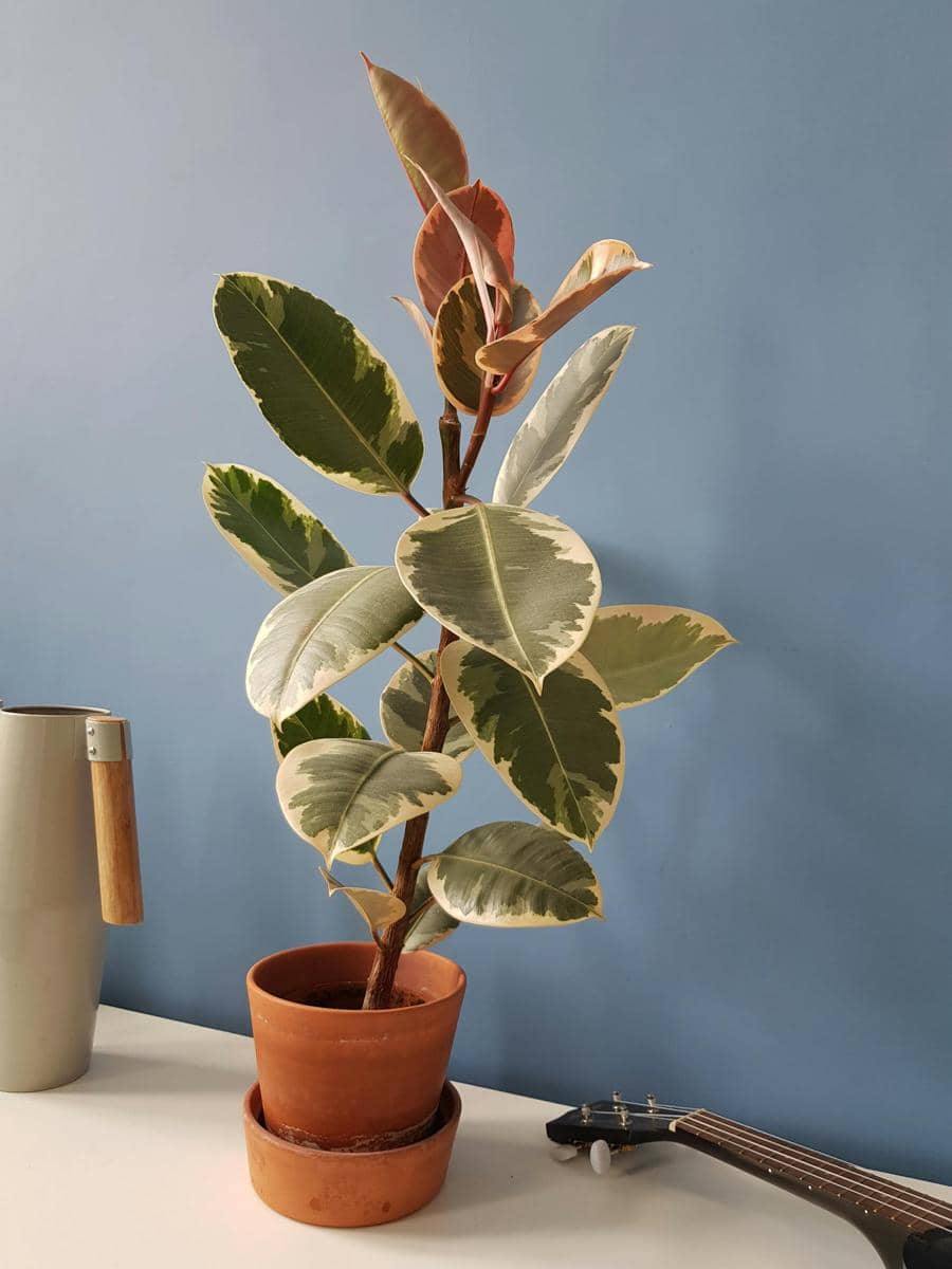 ilustrasi ficus elastica tineke