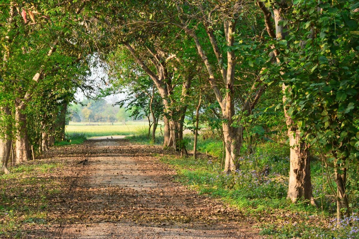 Pohon