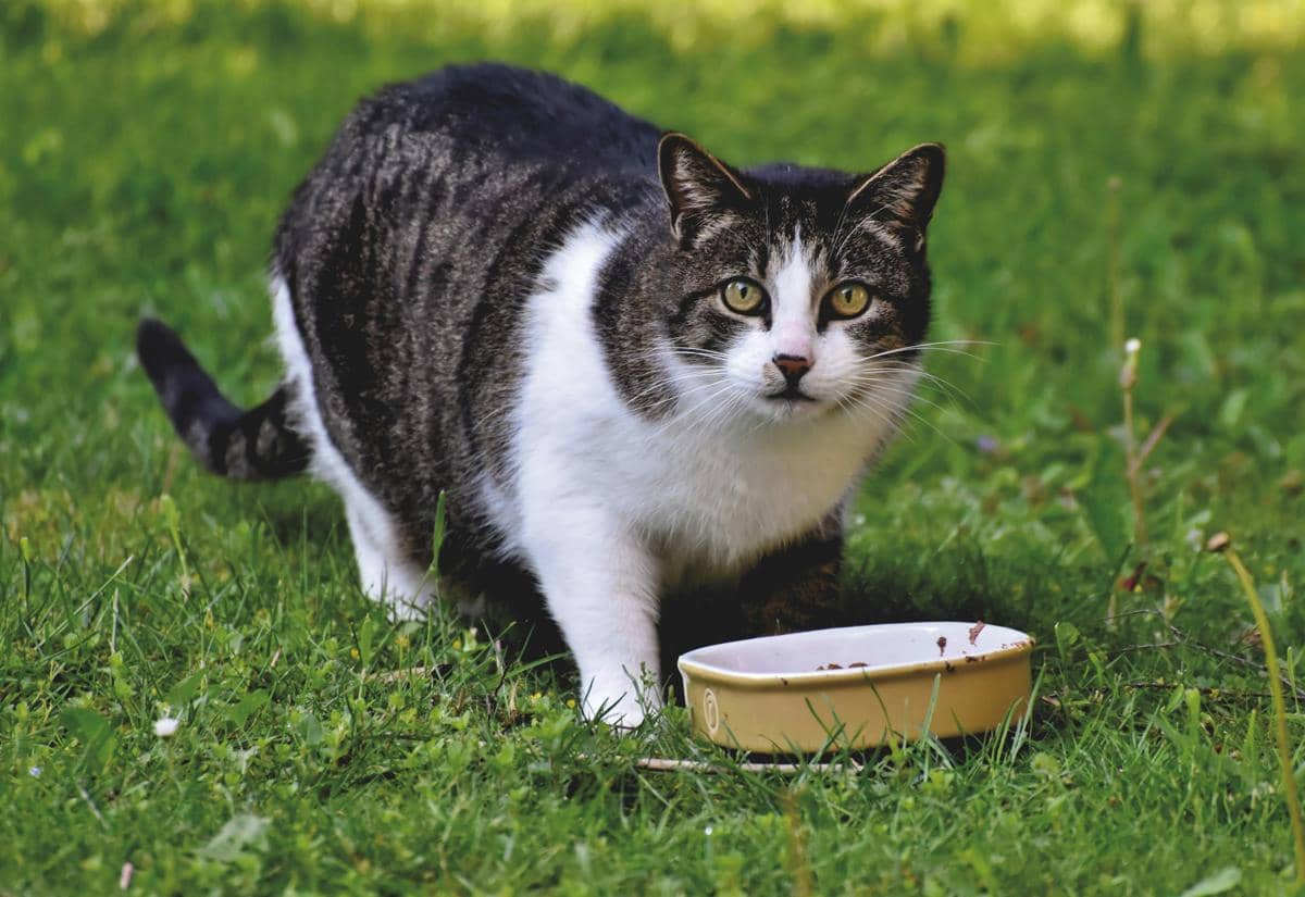 Apakah Kucing Bisa Bosan dengan Makanan yang Sama Setiap Hari?