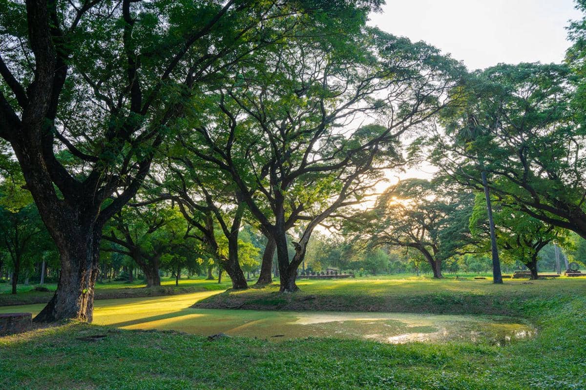Pohon