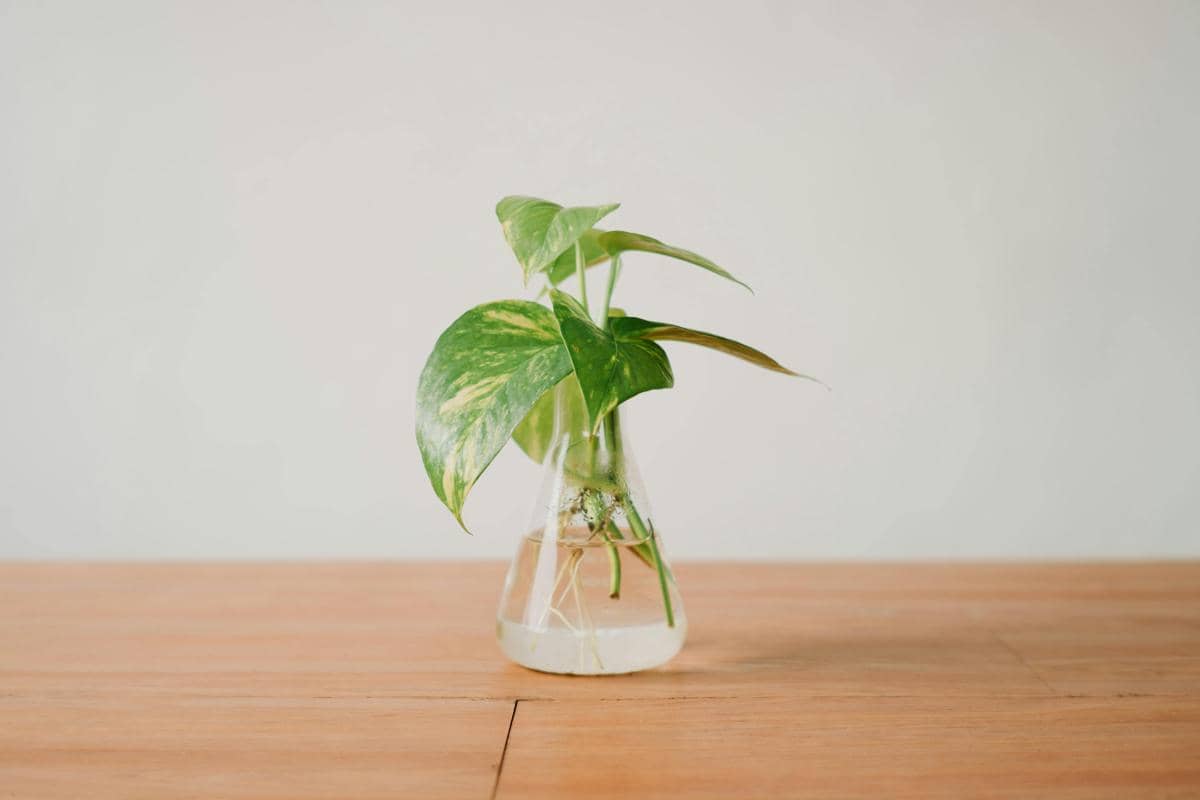 ilustrasi sirih gading