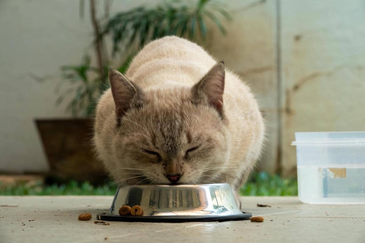 Kucing