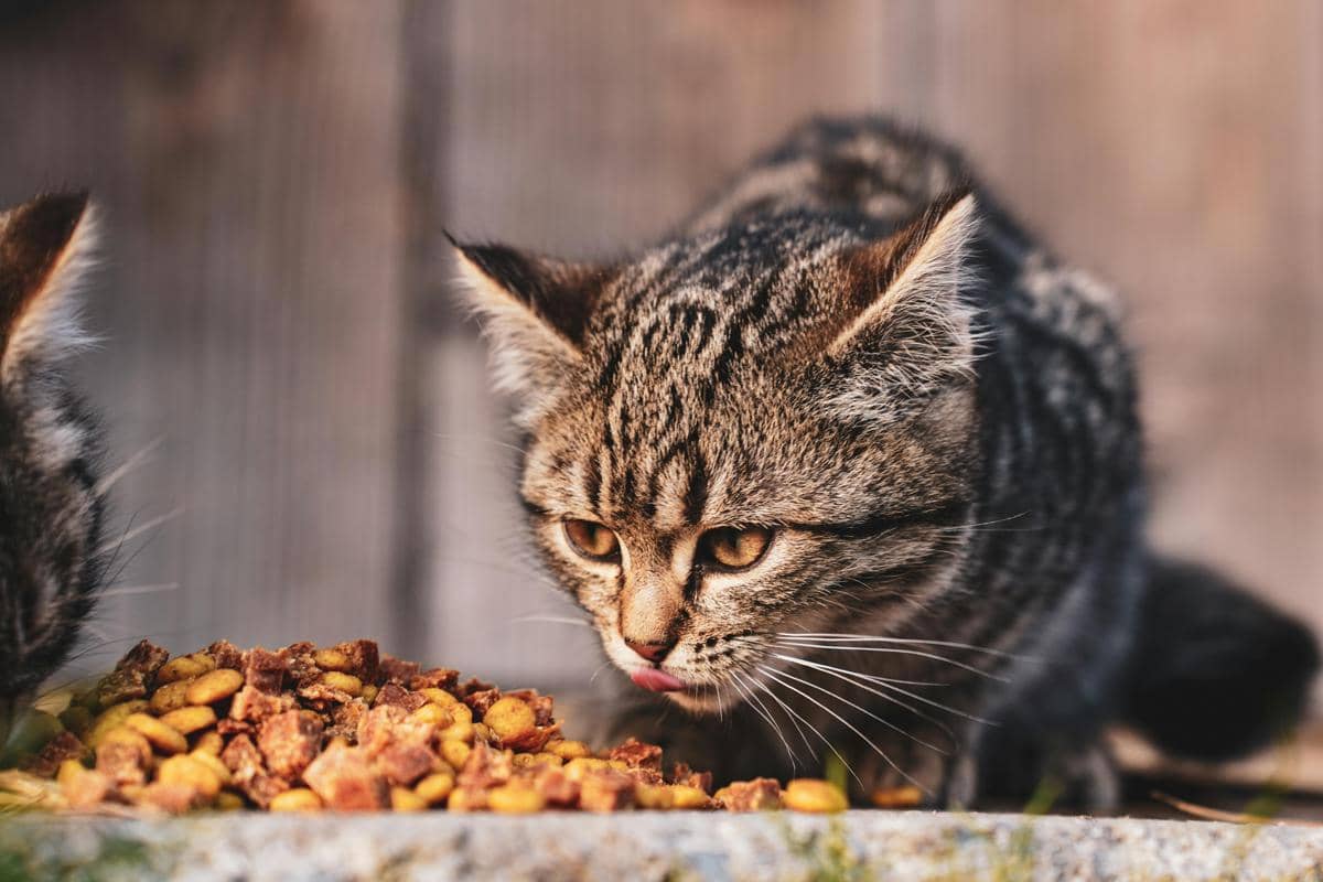 Kucing