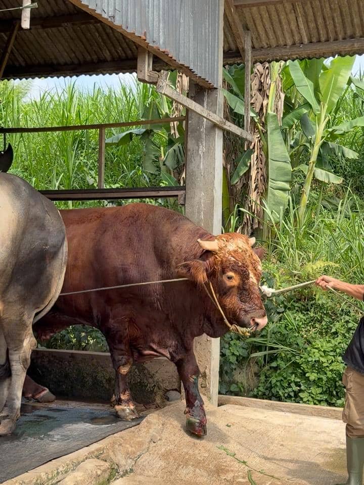RIa Ricis berburu hewan kurban untuk Idul Adha