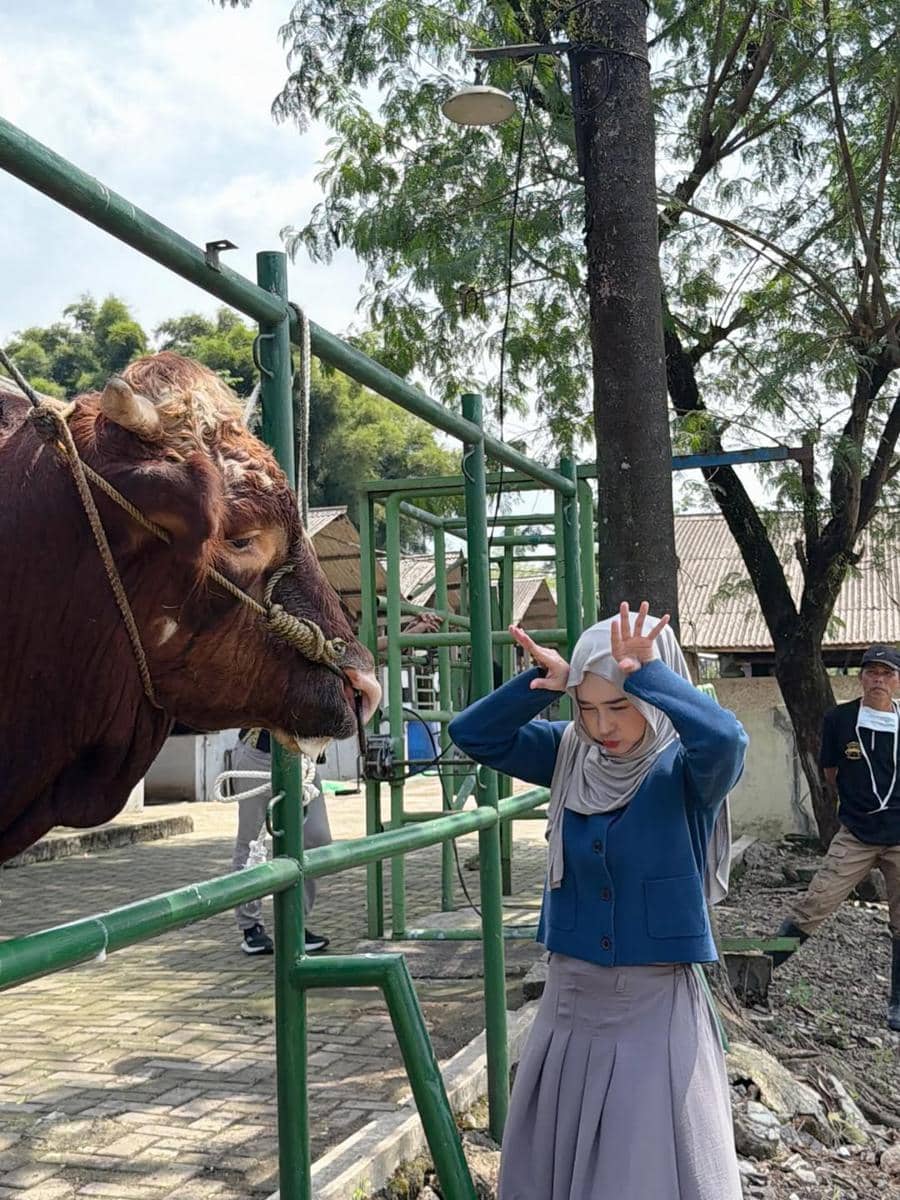 RIa Ricis berburu hewan kurban untuk Idul Adha