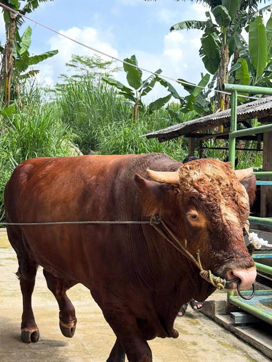 RIa Ricis berburu hewan kurban untuk Idul Adha