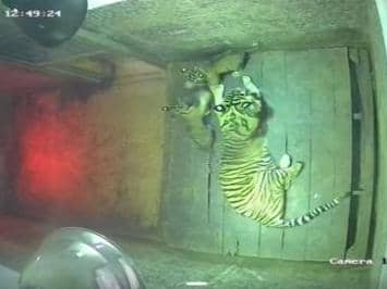 Sejarah! 2 Anak Harimau Lahir di Lembah Hijau, Pertama di Luar Habitat