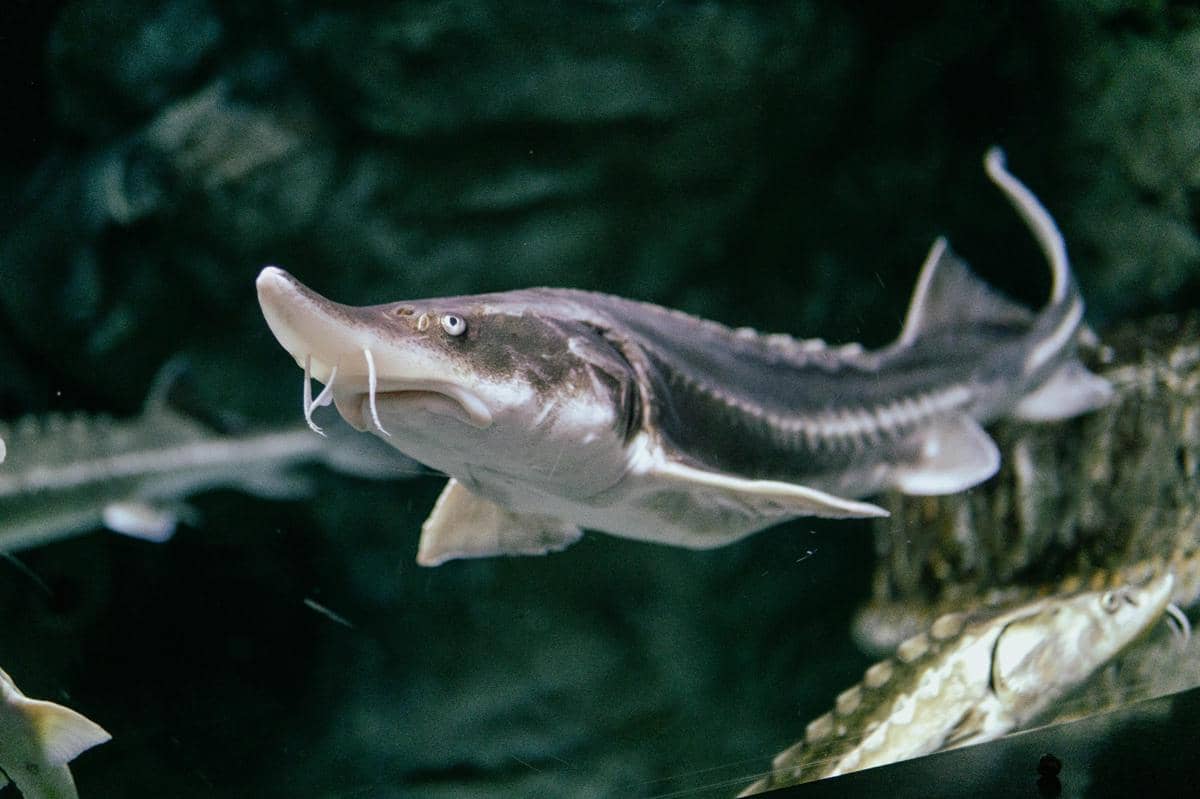 ikan sturgeon