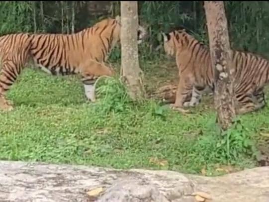 Perkawinan Harimau Batua dan Sinta di Lembah Hijau, PDKT 2 Bulan