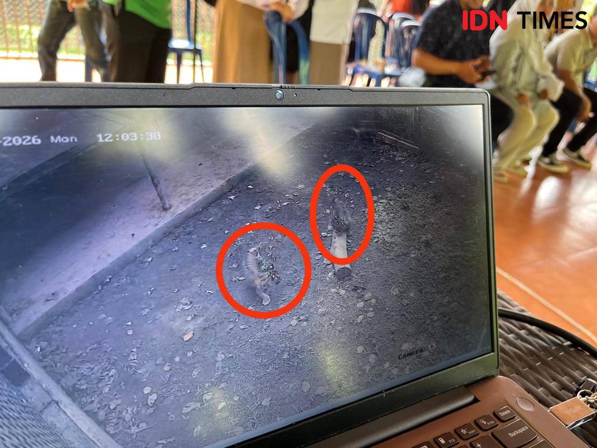 Dua Anak Harimau Sumatra dari Induk Cacat Lahir di Lembah Hijau
