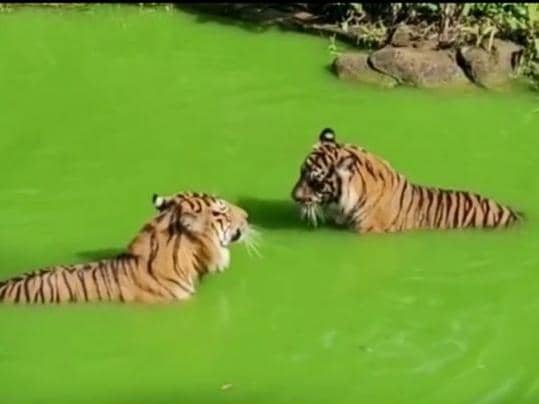 Dari Jerat Pemburu ke Harapan Baru, Kisah Harimau Batua dan Sinta