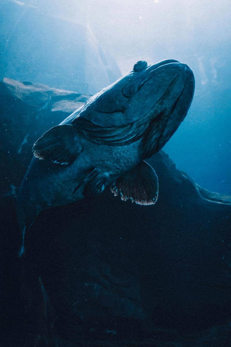 Coelacanth