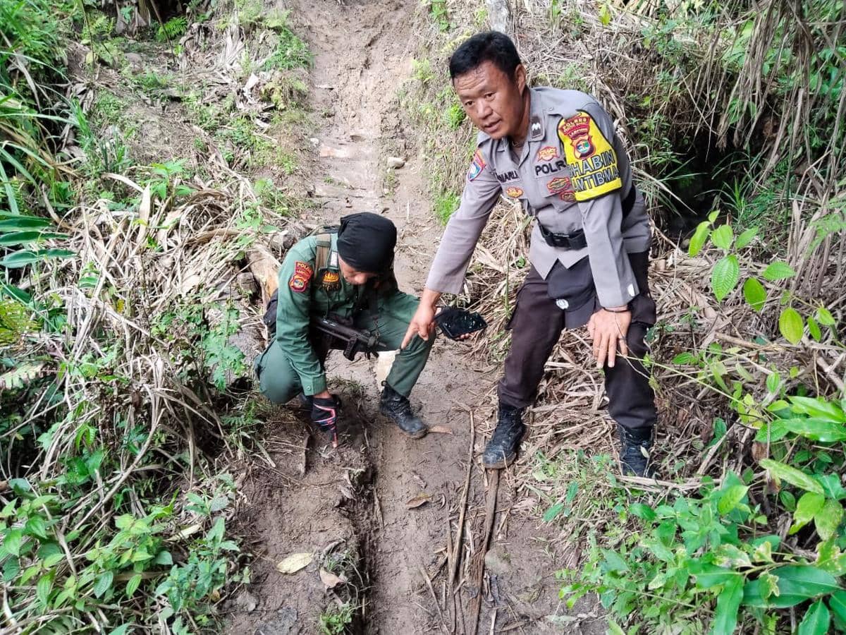 Harimau Mangsa 7 Ekor Kambing Milik Warga Lemong Pesisir Barat