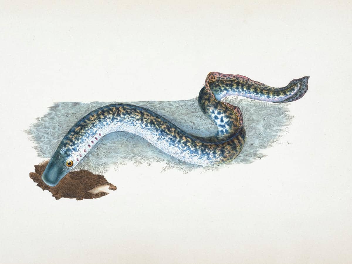 lamprey