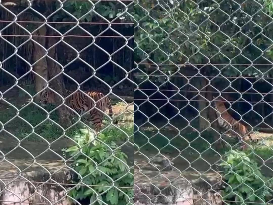 Harimau Kiyai Batua beraktivitas di kandang konservasi LK Lembah Hijau. (IDN Times/Tama Yudha Wiguna). 
