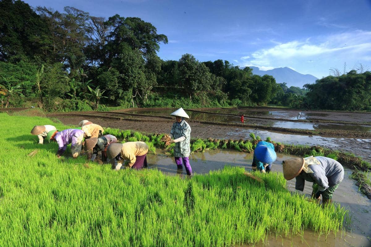 persawahan di garut