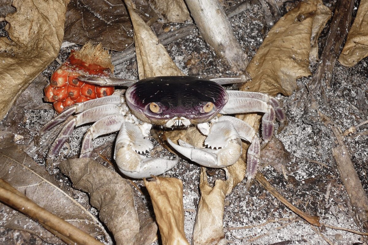 ikan