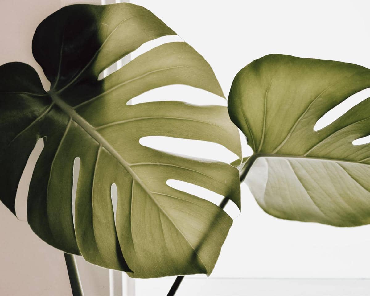 ilustrasi tanaman monstera