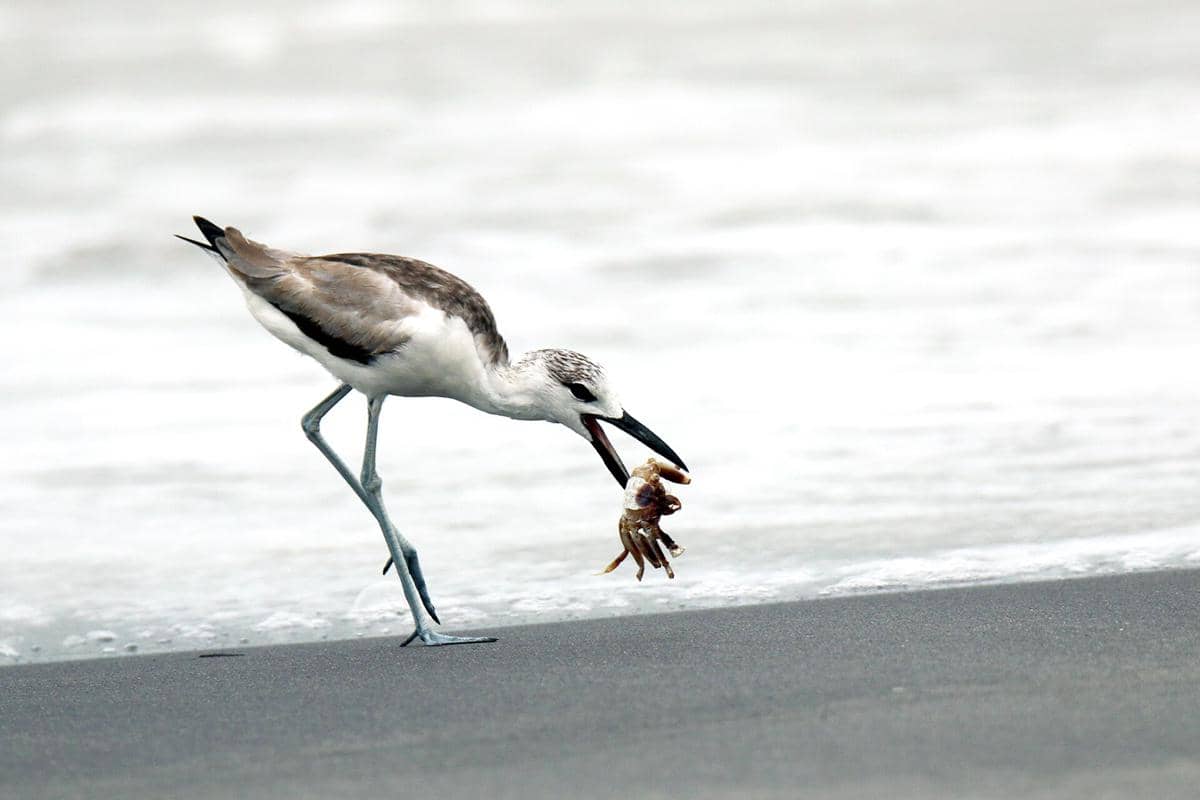 Cerek Kepiting