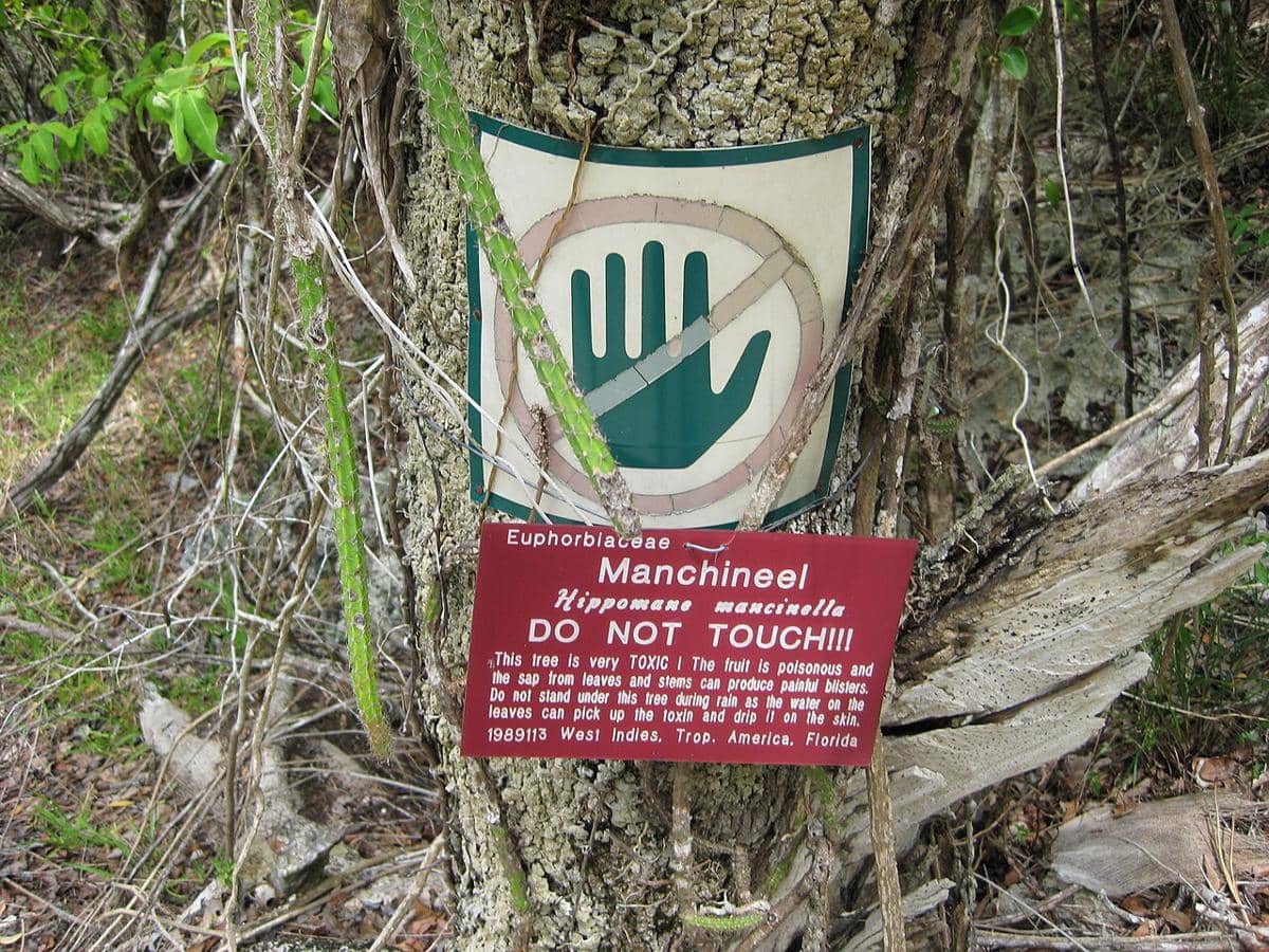 Pohon manchineel (Hippomane mancinella)