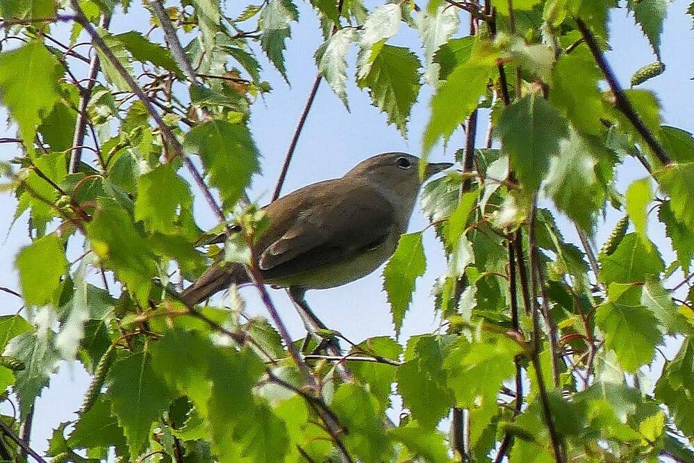 Garden Warbler