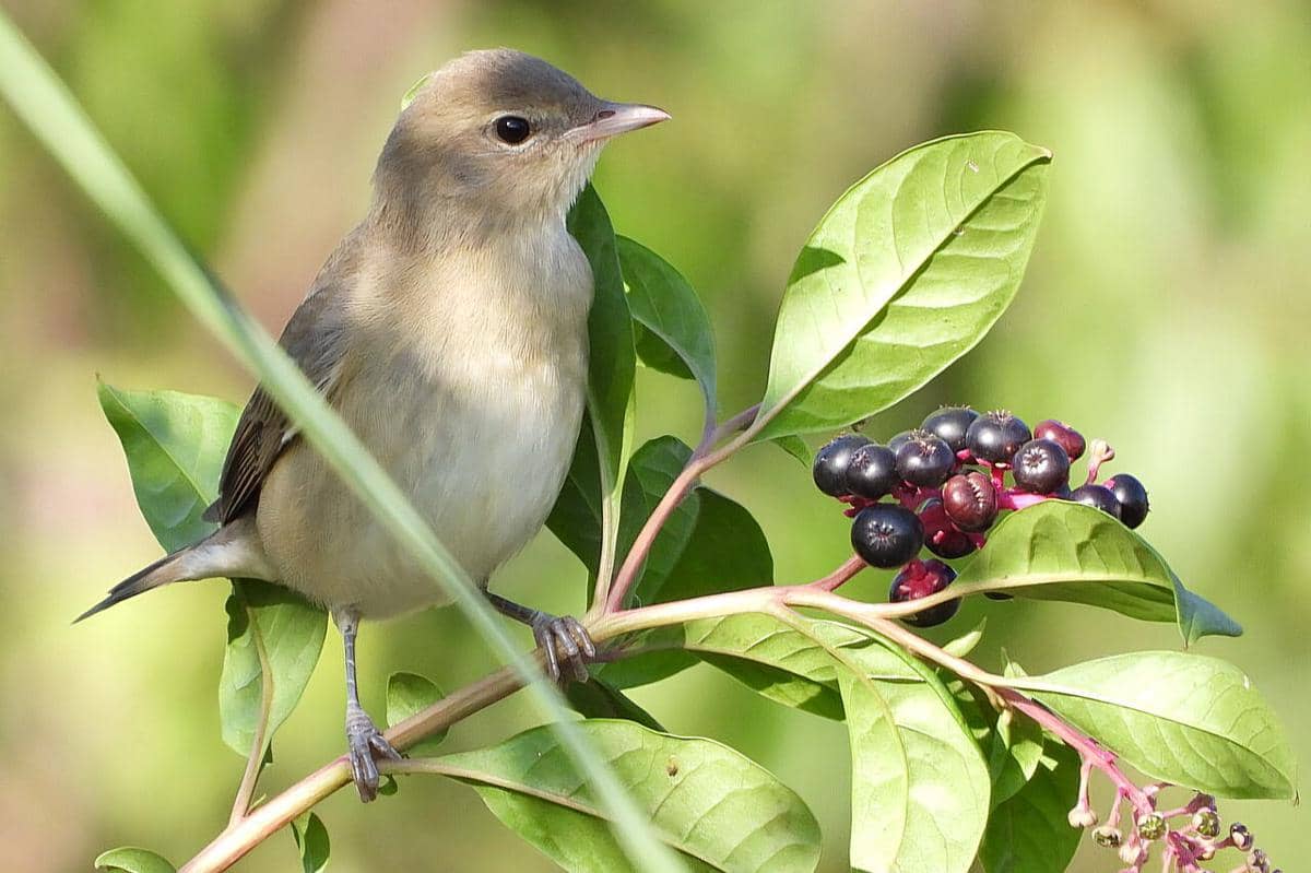 Garden Warbler