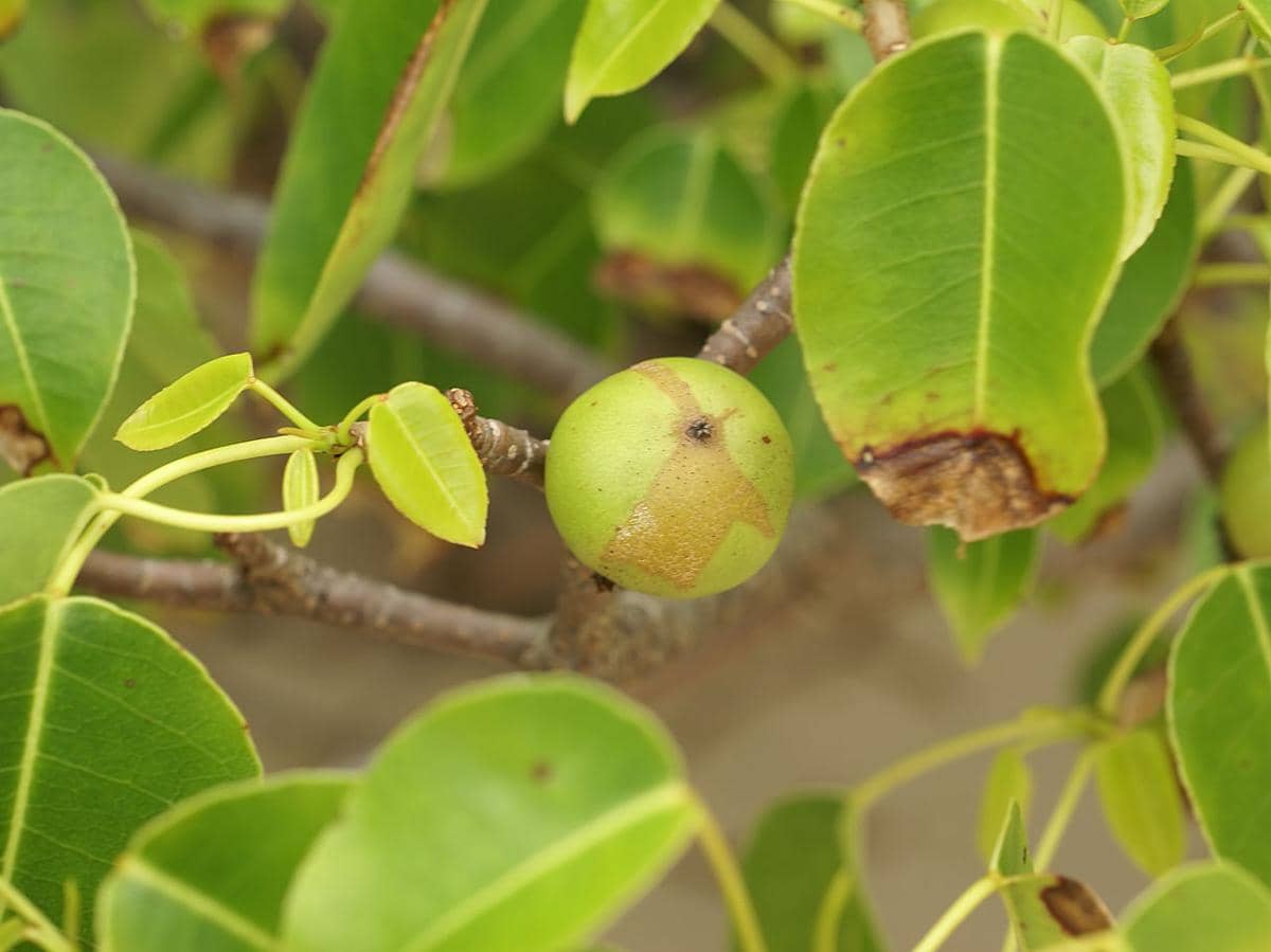 Pohon manchineel (Hippomane mancinella)