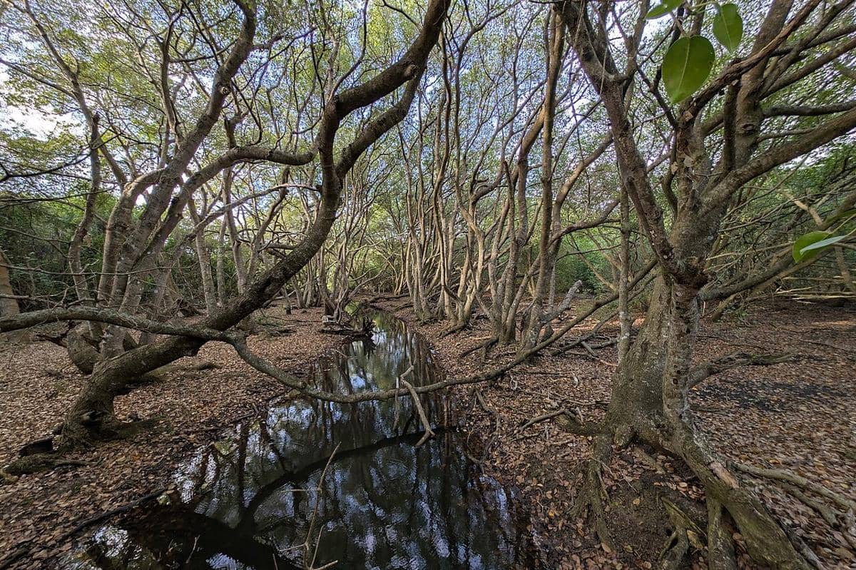 Pohon manchineel (Hippomane mancinella)