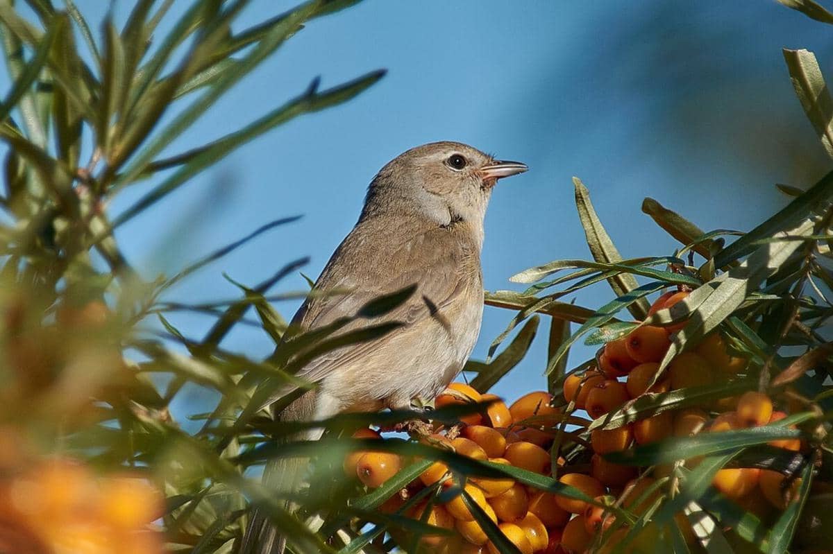 5 Fakta Unik Garden Warbler, Menjelajahi Dua Benua Setiap Tahun
