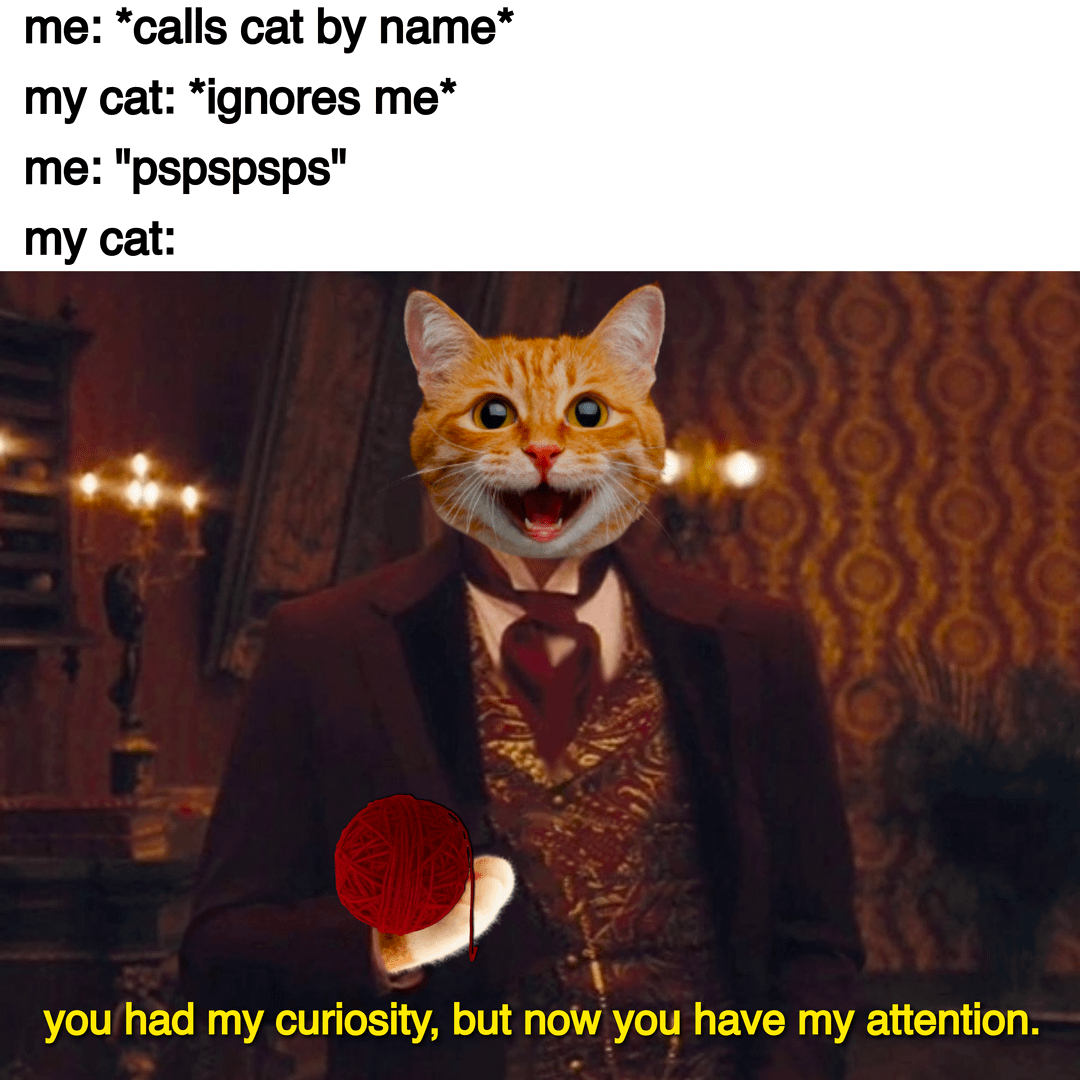 meme kucing cuek