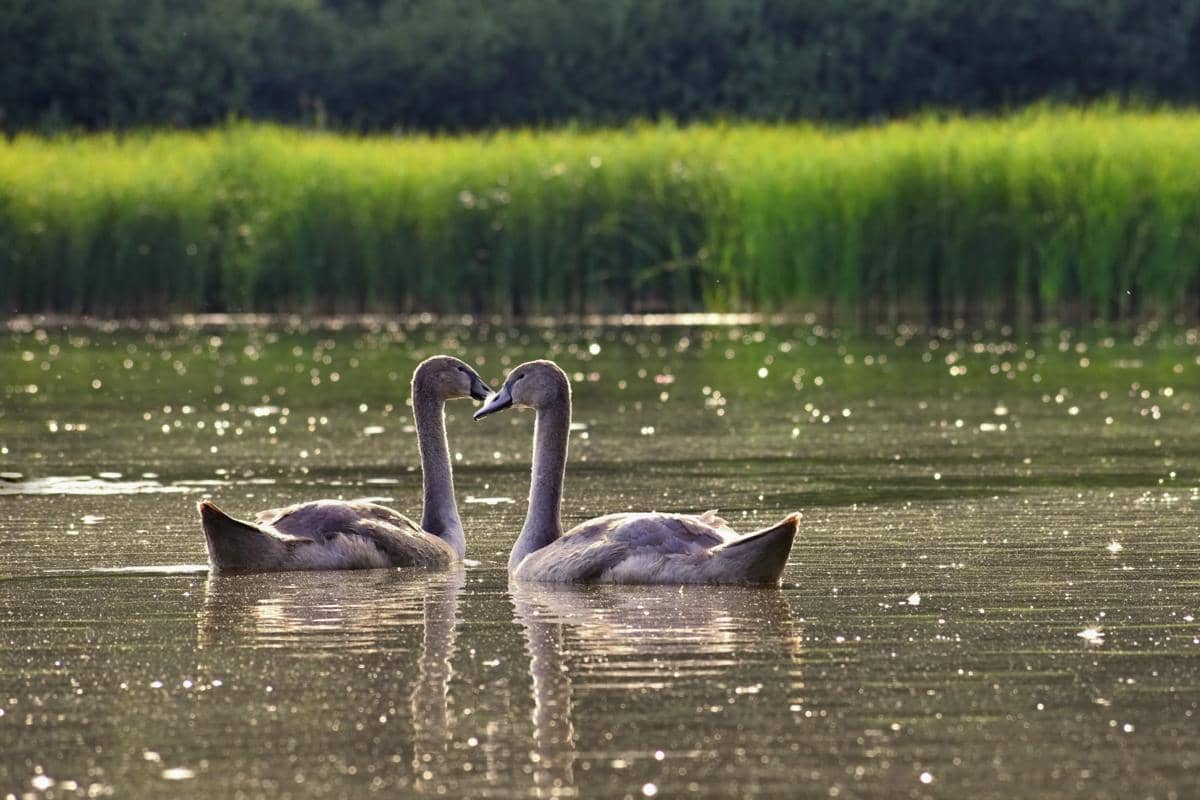 Ilustrasi Swan Lake 