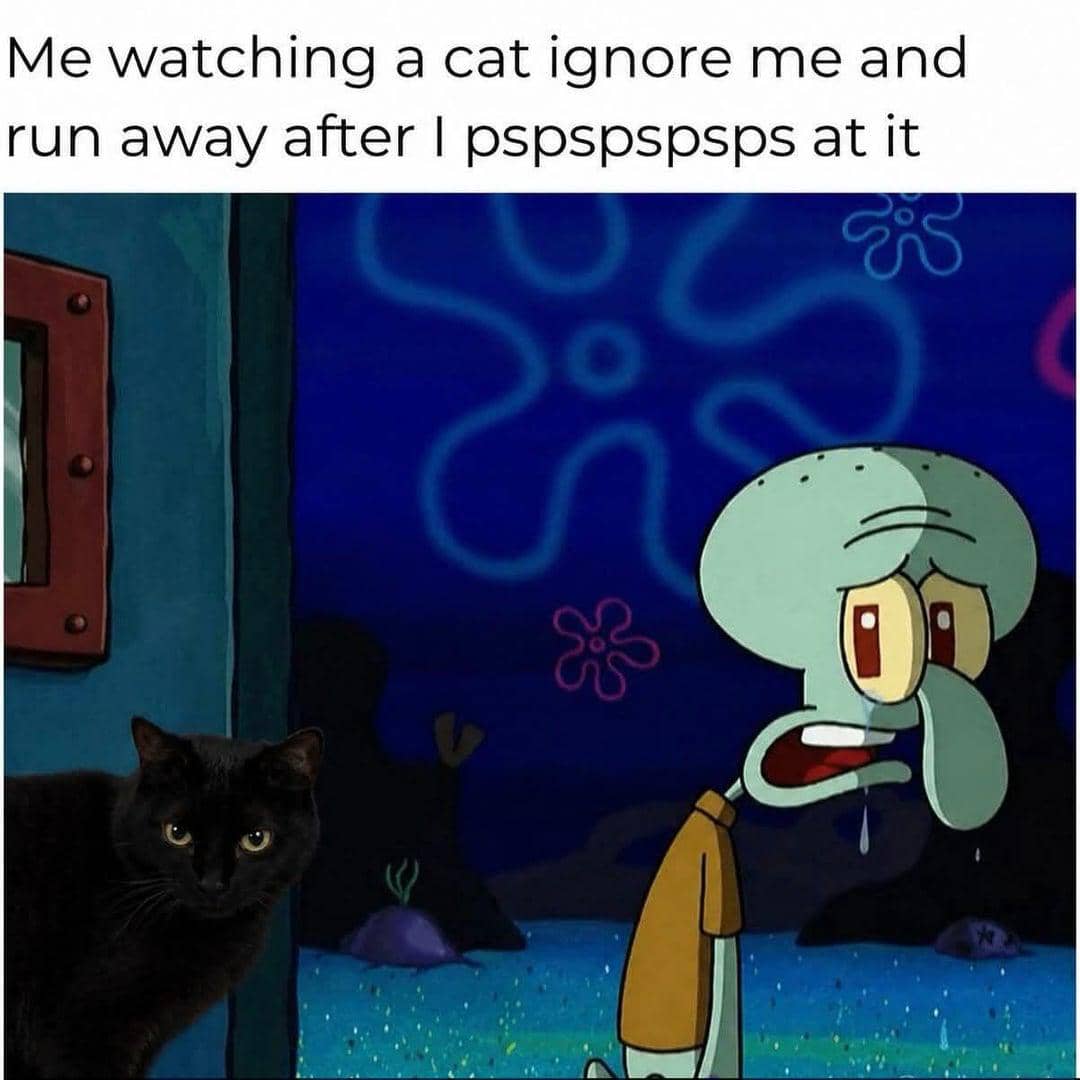 meme kucing cuek