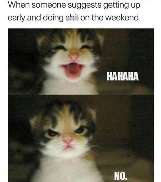 meme kucing tentang akhir pekan