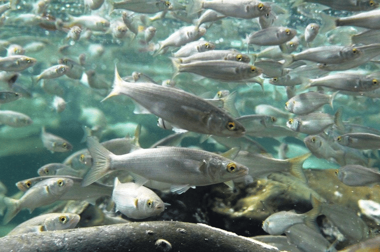 ikan belanak