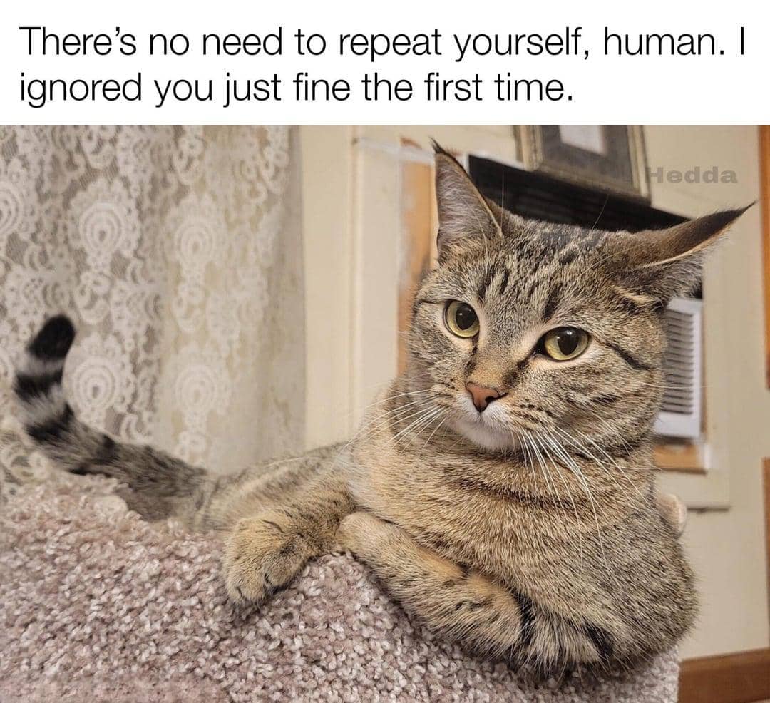 meme kucing cuek