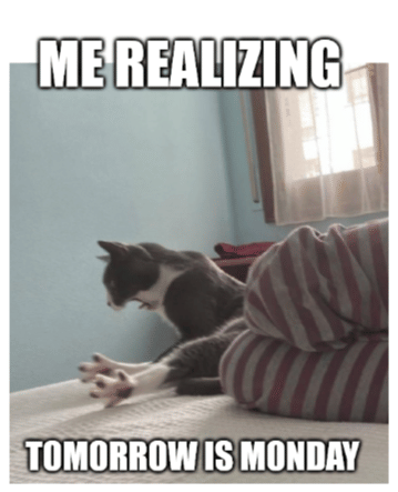 meme kucing tentang akhir pekan