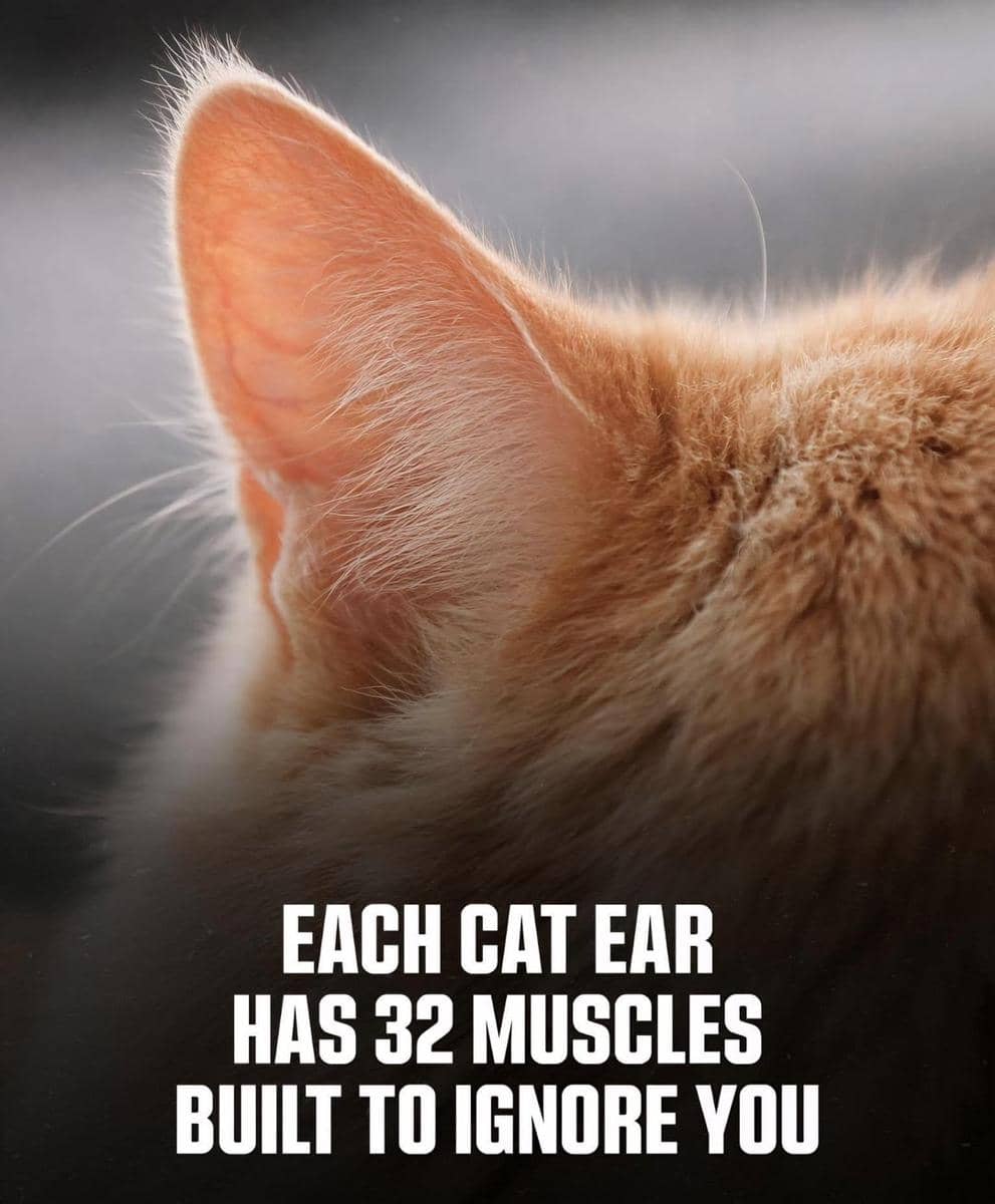 meme kucing cuek